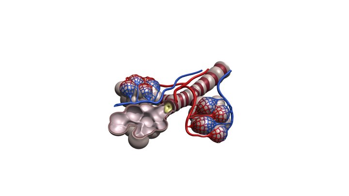 Alveoli Cross Section Asthma 3D Model