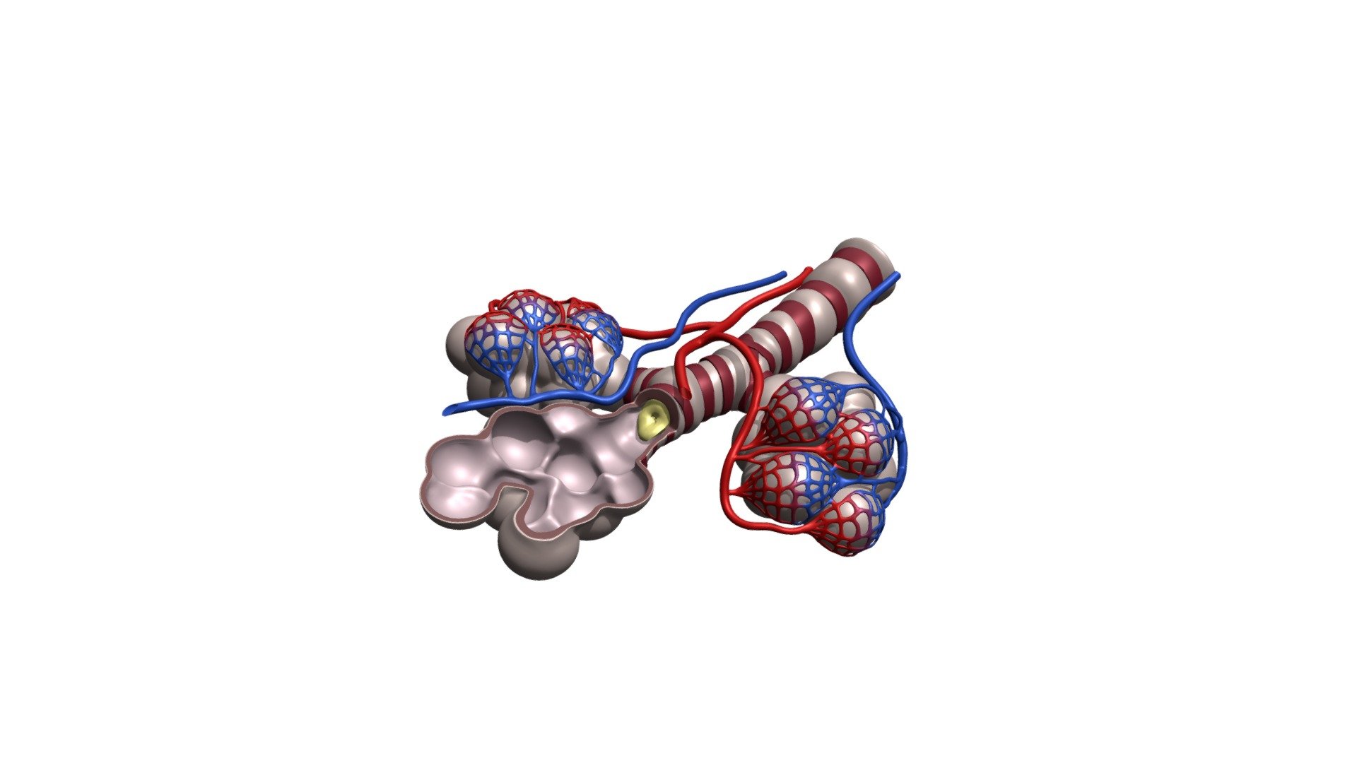 Alveoli Cross Section A Kyu Design Vrogue Co