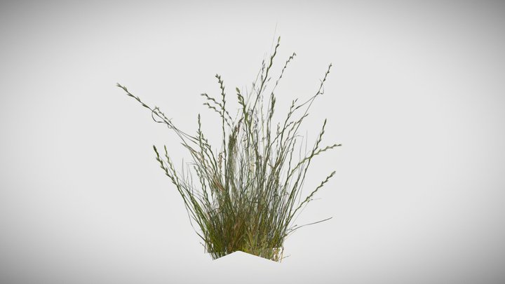 Free Grass Game Ready 3D Model