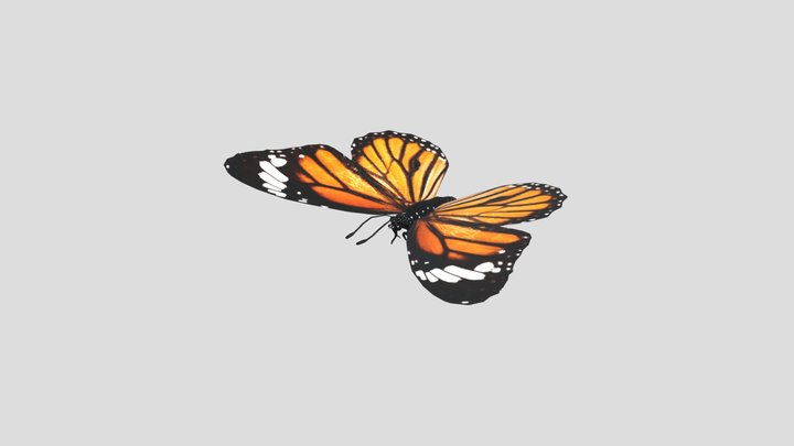 Butterfly-collection 3D models - Sketchfab