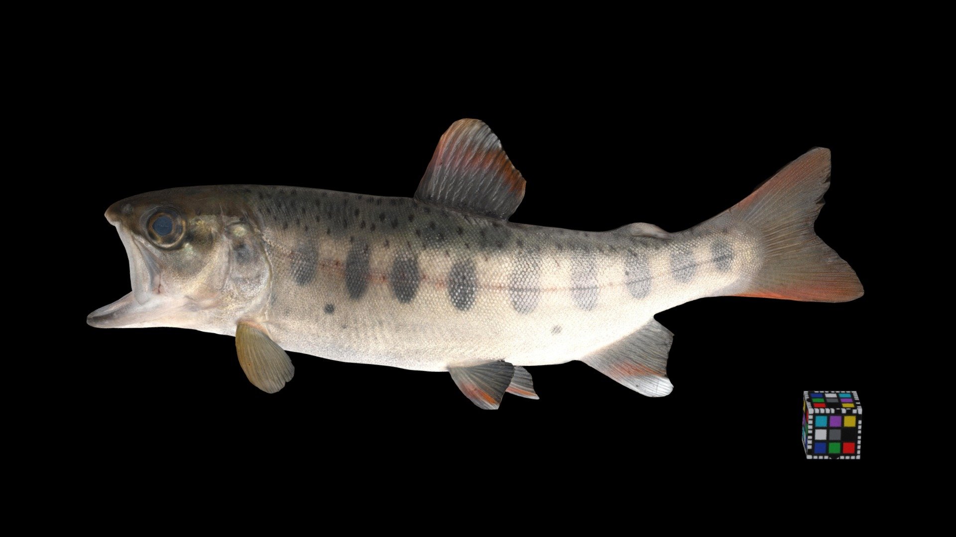 ヤマメ Masu Salmon, Oncorhynchus masou masou