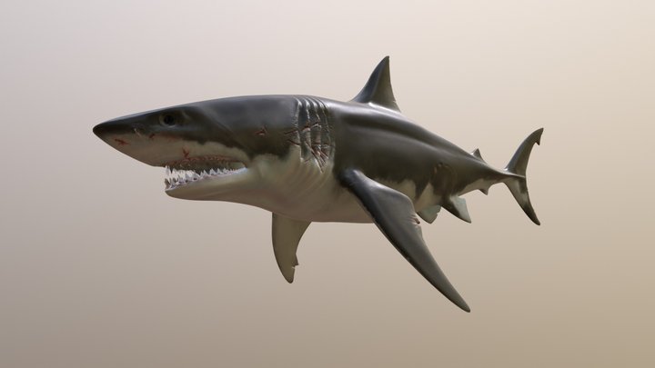 Shark 3D Model