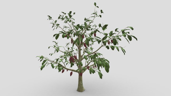 Cocoa Tree 3D Model