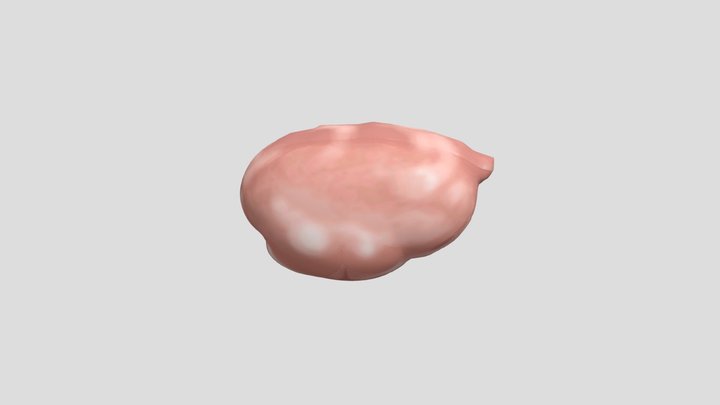 Rumen 3D Model