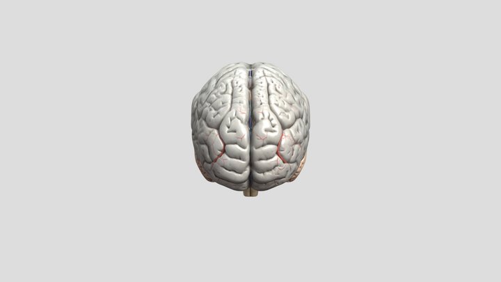 Stylized Human Brain
