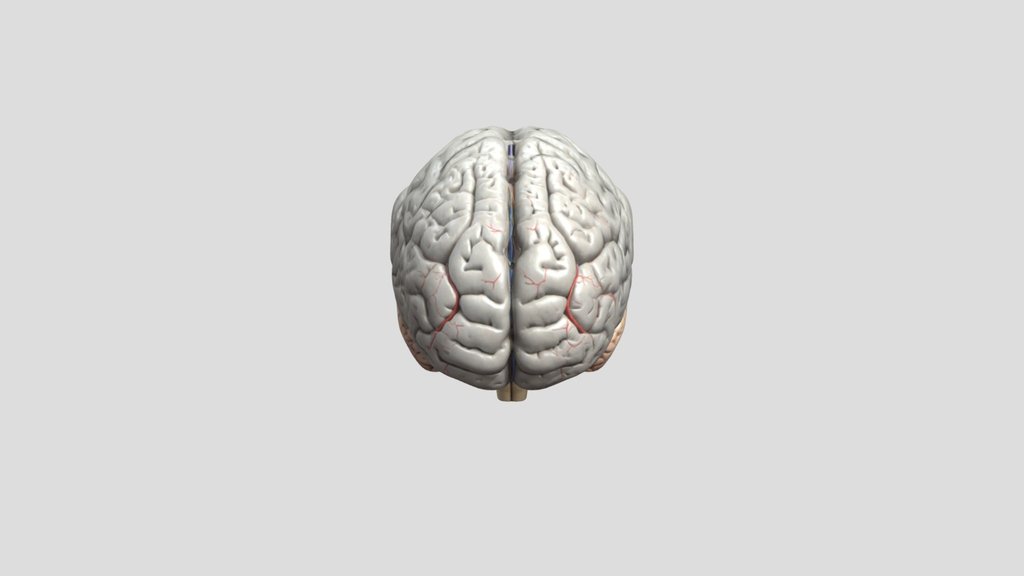 Stylized Human Brain