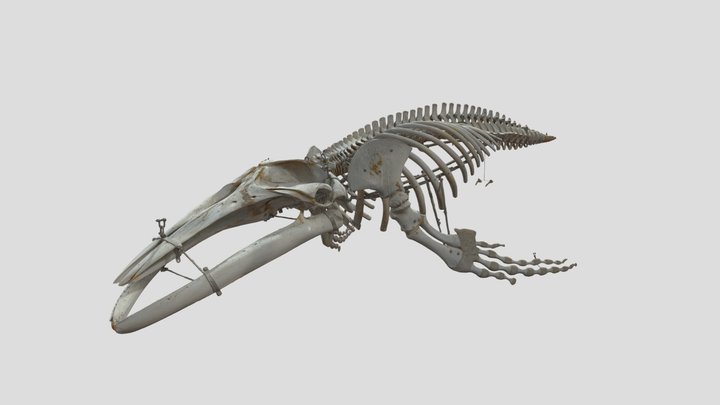 ザトウクジラ　Humpback whale 3D Model