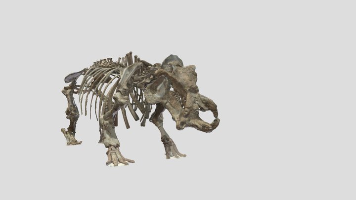 Hippopotamus antiquus - S.Oreste 3D Model