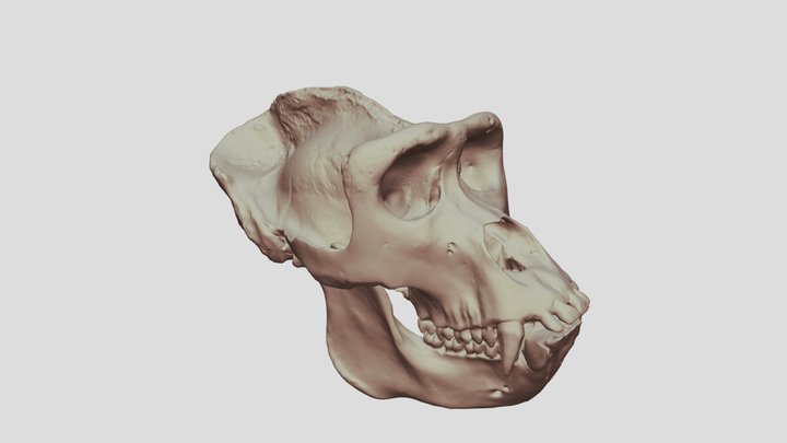 Gorilla sp. mâle (crâne et mandibule) 3D Model