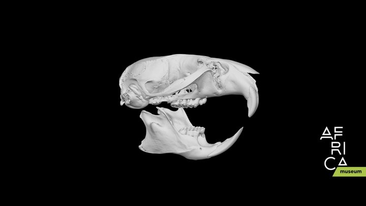 Rongeur 3D models - Sketchfab