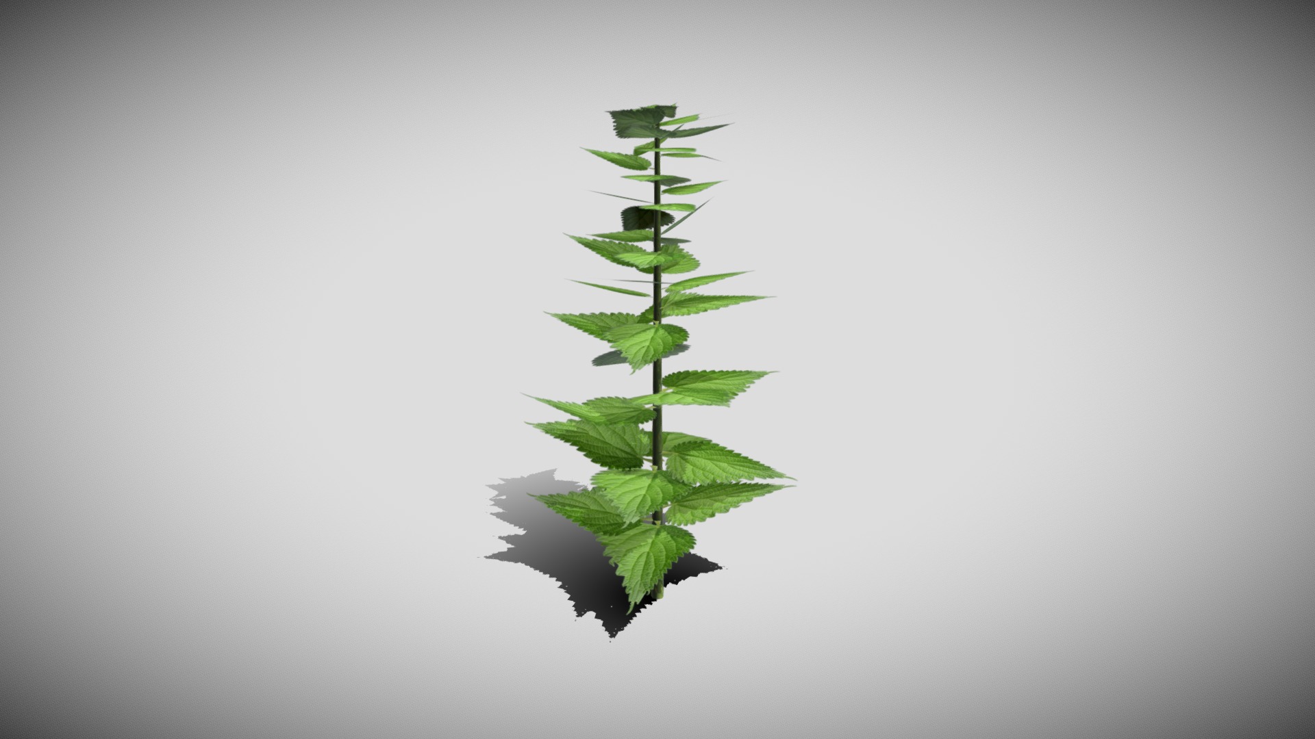 3D model Nettle Stalk - This is a 3D model of the Nettle Stalk. The 3D model is about a plant with leaves.