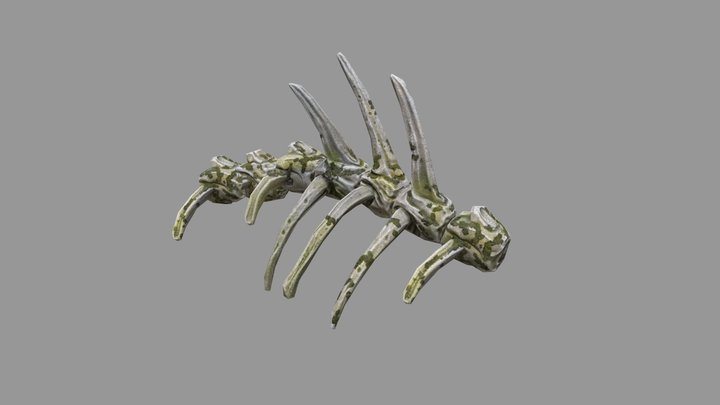 Spine Bone 3D Model