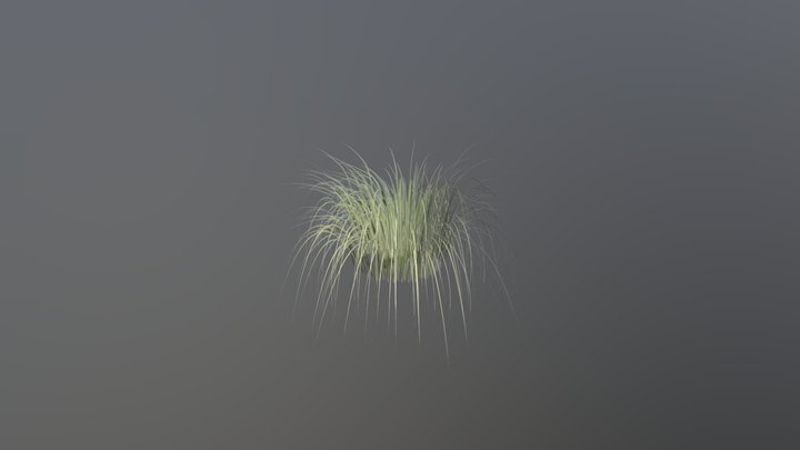 Reeds Cortaderia selloana 3D Model