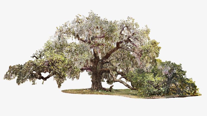 Duelling Oak 3D Model