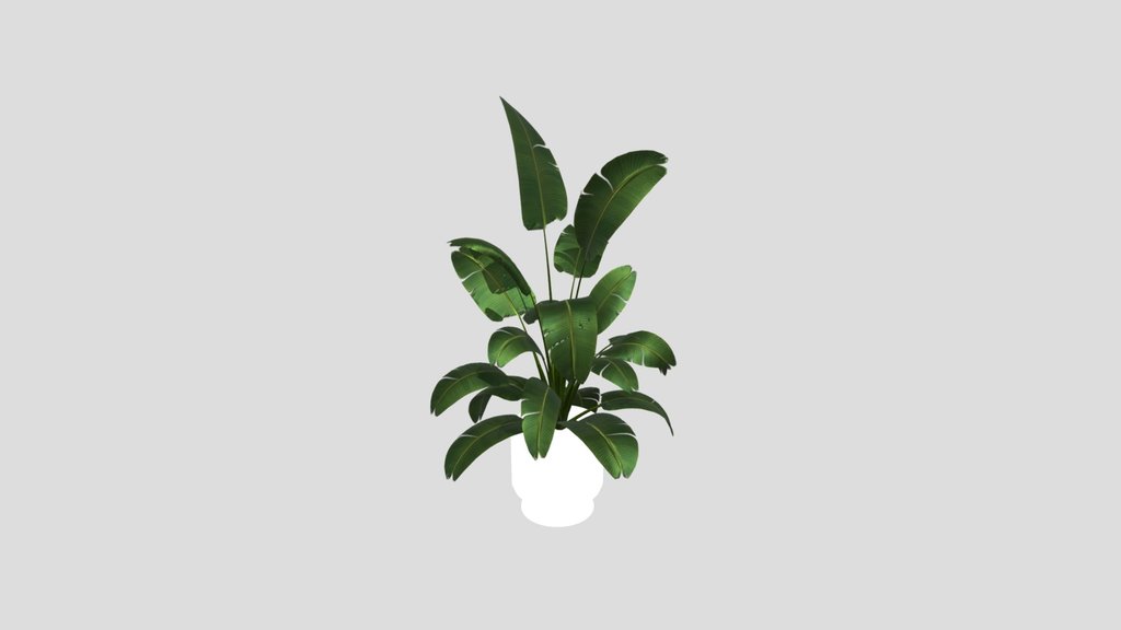Sj Strelitzia Dirt Pot 01