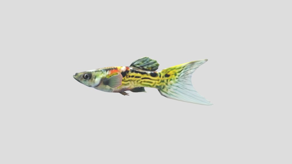 Snakeskin Endler Guppy Male