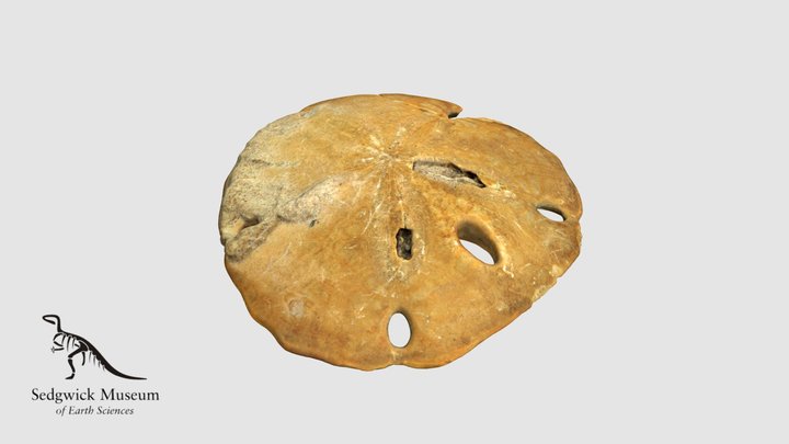 EduF88 Infaunal Echinoid (Sand Dollar)