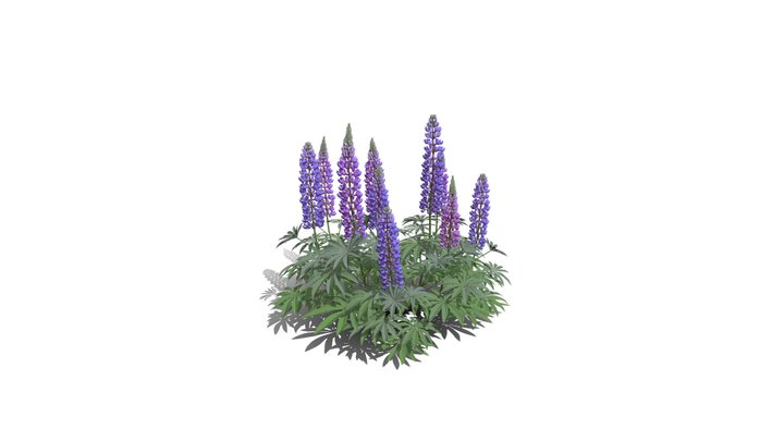 Realistic HD Large-leaved lupine (3/18)