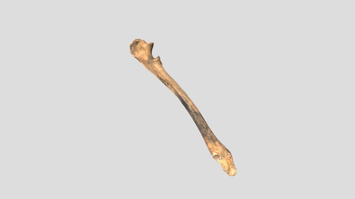 Grotte di Pradis - Ulna di Ghiottone (Gulo gulo) 3D Model