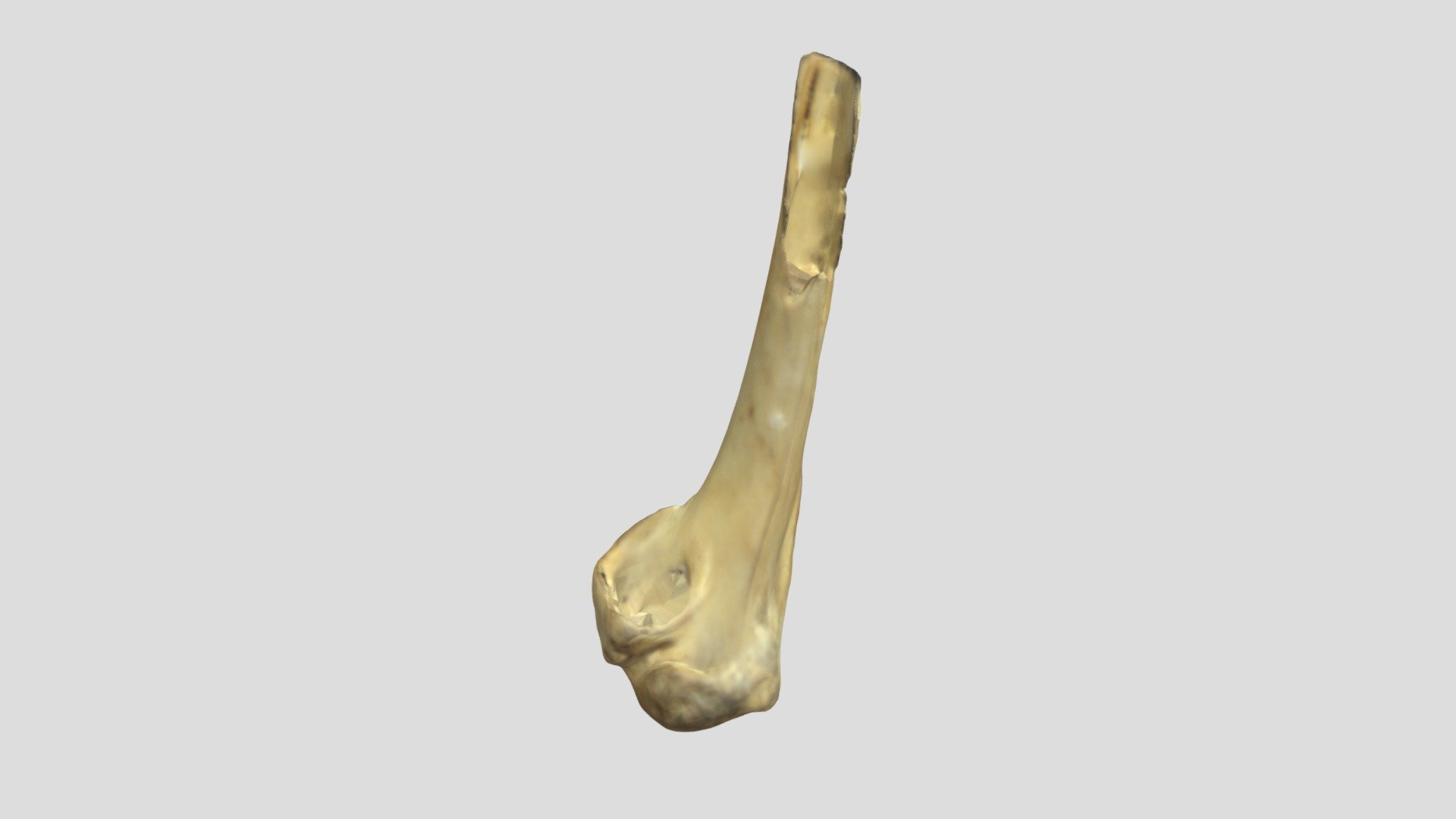 Canada Goose Humerus (VCU_3D_4959)