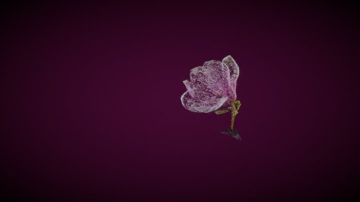 Magnolia 3D Model