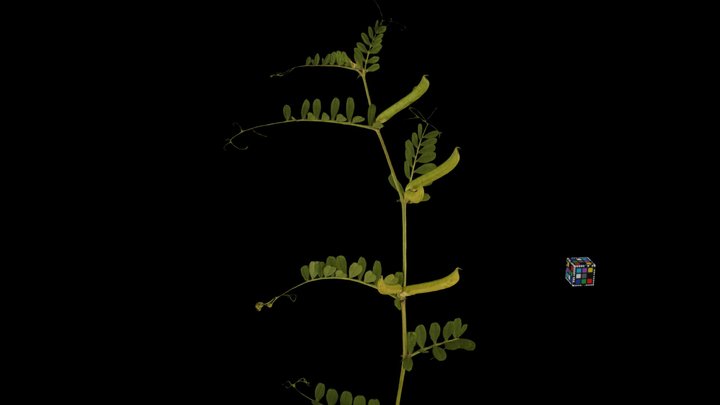 CC0 ヤハズエンドウ果実 Narrow-leaved Vetch, V. sativa – Free 3D Model STL