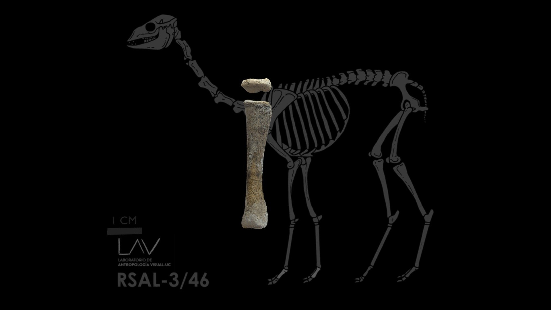 RSAL-3 46: Primera falange anterior - 3D model by Víctor Méndez ...