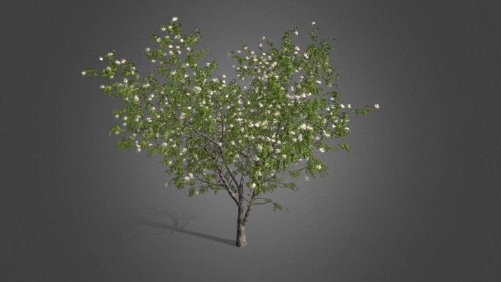 Sauco 3D Model