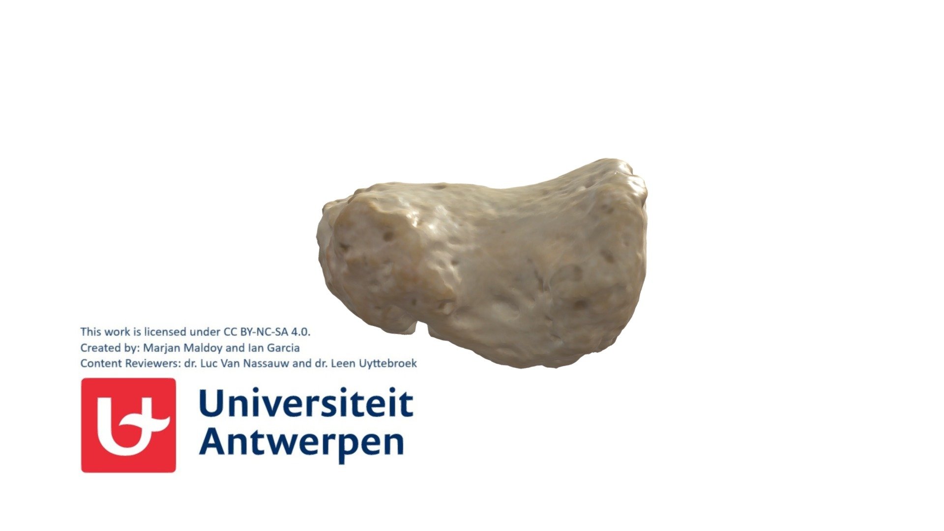 Rechter Phalanx Distalis IV met annotaties - 3D model by Universiteit ...