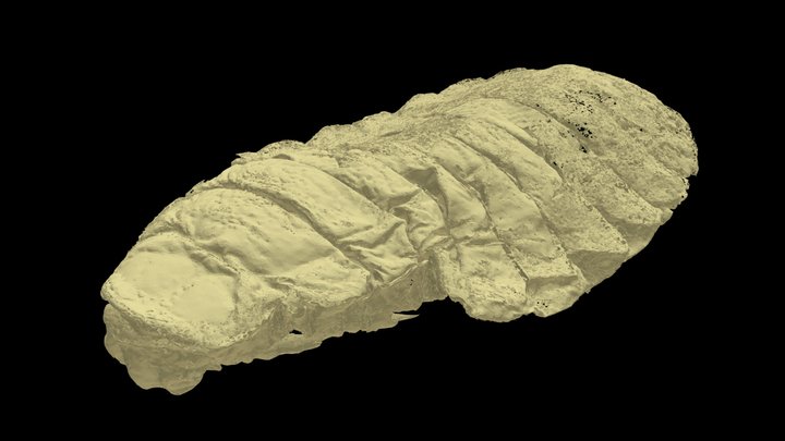 Fossil late instar larva of †Mengea? 3D Model