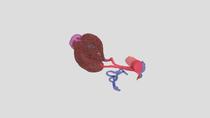 KidneyModel_Derzay 3D Model