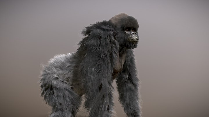 Mountain Gorilla ♂ 3D Model
