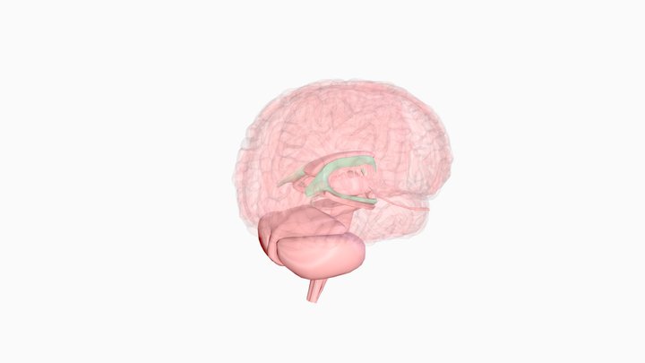 Les ventricules 3D Model