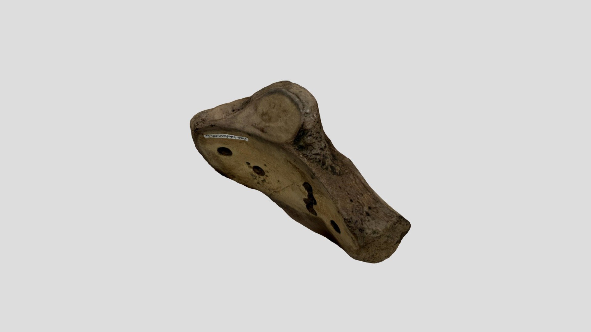 Mastodon left navicular (VCU_3D_7868) - Download Free 3D model by ...