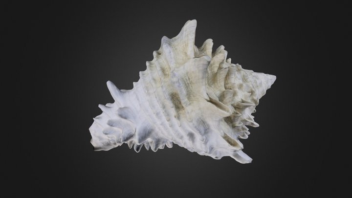Gastropod: Hystrivasum locklini (PRI 70721) – Gratis 3D-model STL