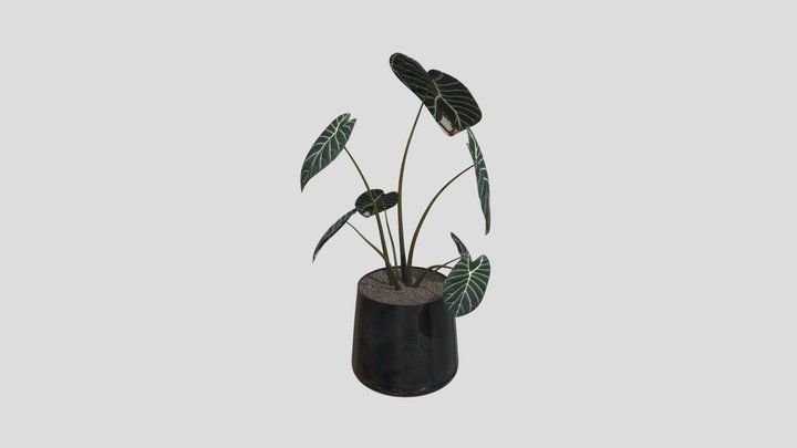 Velvet Arrow Alocasia – Modèle 3D gratuit STL