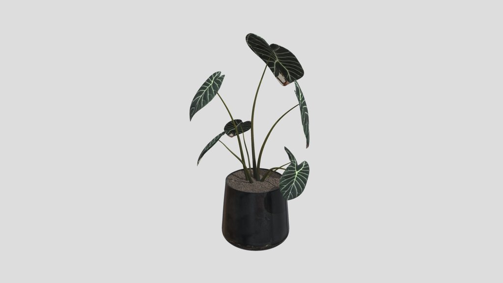 Velvet Arrow Alocasia