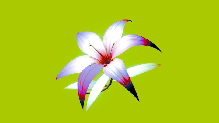 Liliauvw 3D Model