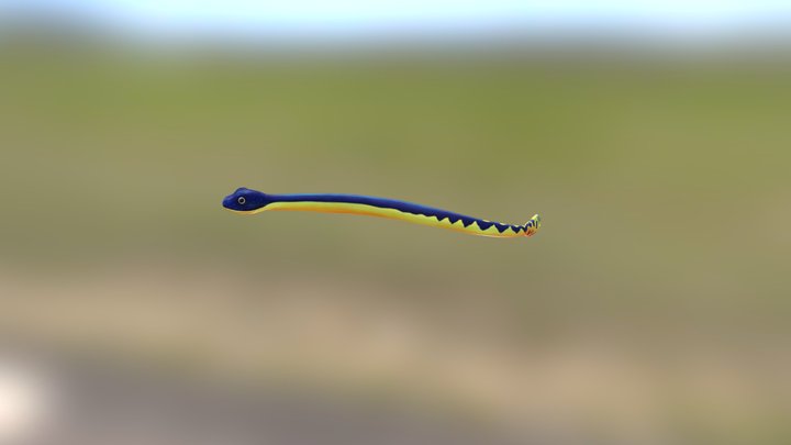 長吻海蛇 3D Model