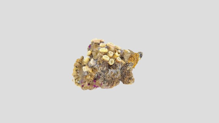 colonia polycyathus (cat14) 3D Model