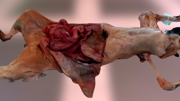 dissected cat 3D Model