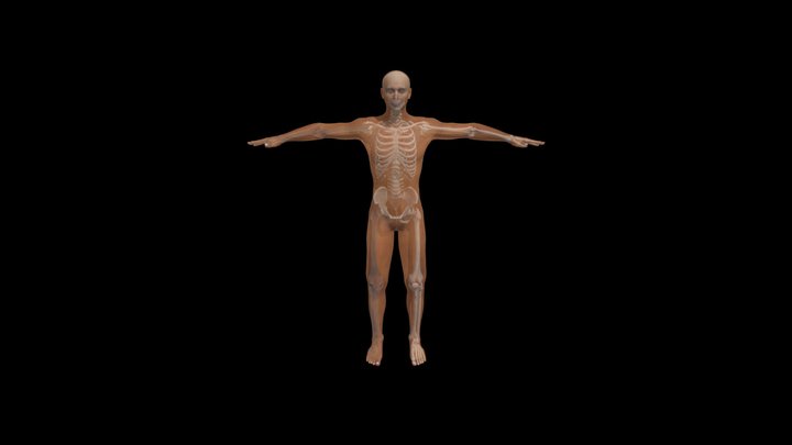 Body_Skeletal 3D Model