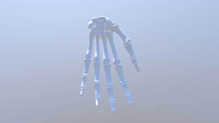Hand-Saddle Joint 3D Model