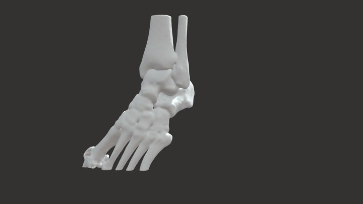 Ankle and Foot Anatomy 3D Model