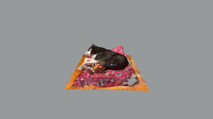 Hermes the Dog Sleeping on Bed 3D Model