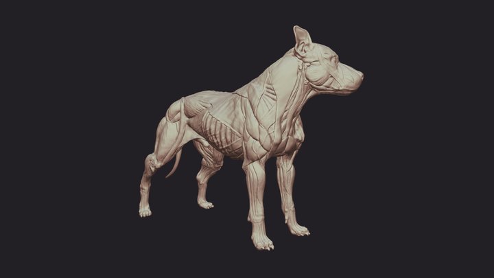 PitBull- Dog Anatomy 3D Model