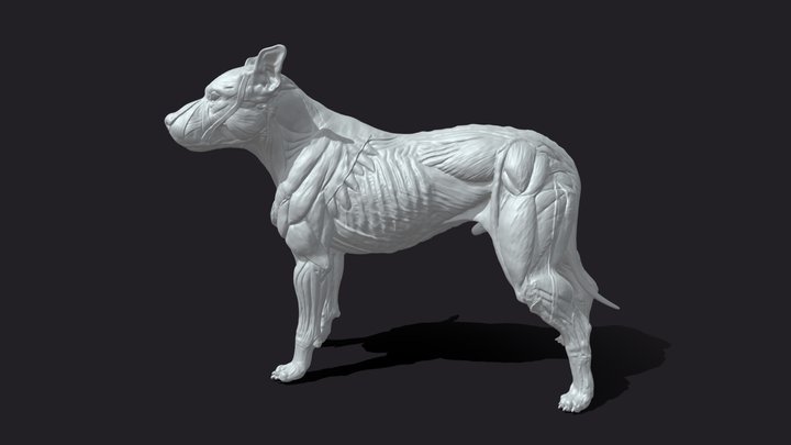 PitBull - Dog Anatomy 3D Model