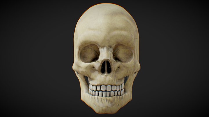 Anatomical Human Male Skull (Low Poly) 3D Model