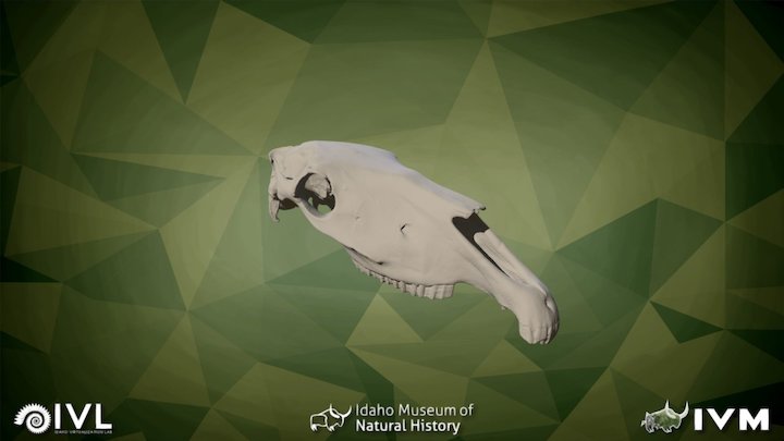IMNH R-120 Horse Cranium – Modello 3D gratuito STL