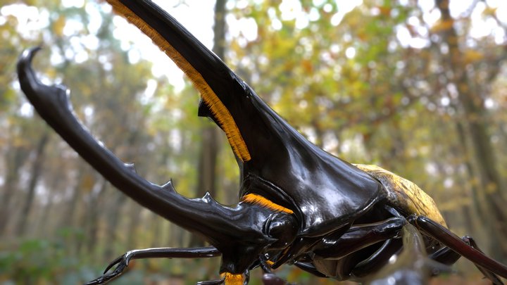 Dynastes hercules - 3D model by Boycraft [9a93388] - Sketchfab